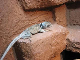 Halsbandleguan Crotaphytus bicinctores Männchen 1Jahr alt abzugeben