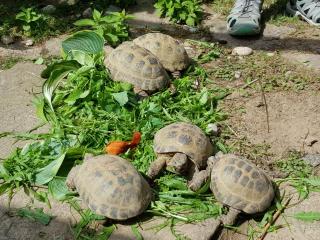 Vierzehenlandschildkröte