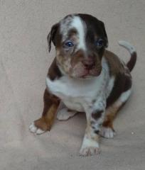 Zwinger Besavej Louisiana Catahoula vergibt Welpen aus Wurf D