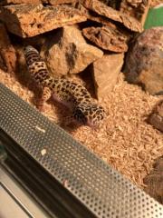 Leopardgecko abzugeben