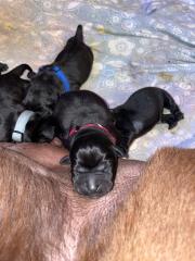 Labradorwelpen in schwarz und foxred