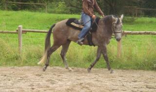 Biete eine Reitbeteiligung auf 6jährigem westerngerittenem Quarter Horse in Die