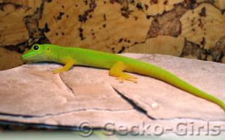 1. 0 Phelsuma a. astriata - 9 Monate - ab sofort