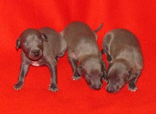 Italian greyhound puppies