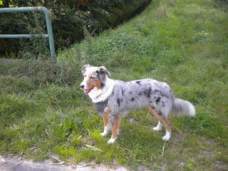 Australian Shepherd