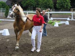 Wunderschöne 3, 5jährige Edelblut Haflinger