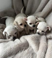 4 Chihuahua-Welpen zu verkaufen. 3 Männer und 1 Frau