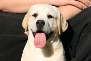 Wunderschöne Labrador Welpen in gelb und schwarz mit Papieren