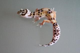 Leopardgeckos abzugeben