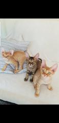 Devon Rex Kitten Abgabebereit