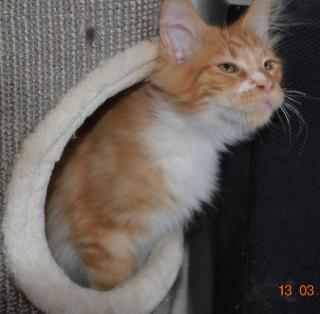 Maine Coon Youngster in red tabby w white mit Stammbaum