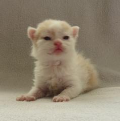 BHK blue Point u. Schäfchenkätzchen Selkirk Rex