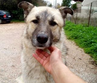 Jason, ein Straßenhund, der spürt, dass ihn niemand liebt .