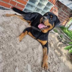 Hübscher Rottweiler sucht 2te Chance