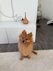 Spitz Pomeranian Sucht dringend liebevolles Zuhause