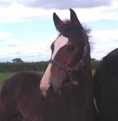 STUTFOHLEN - TOP SPRINGNACHWUCHS Cordynox x Lancer III