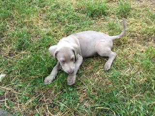 Reinrassiger silbergrauer Weimaraner Welpe KH