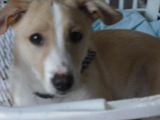 Jack Russel Terrier Mischling