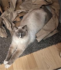 Ragdoll Kater