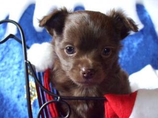 Weihnachts Chihuahua Mix Elfen Yorkshire-Zwerg-Pinscher