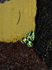 Dendrobates auratus grün 0, 0, 8