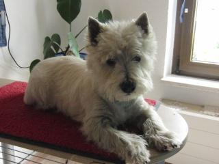 Junger Westie