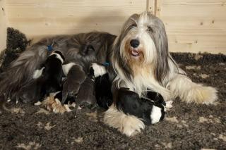 Es ist wieder soweit BEARDED COLLIE WELPEN GEPLANT