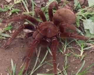 Pseudotheraphosa apophysis, Goliathvogelspinnen