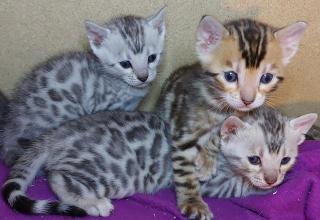 Reinrassige Bengal Kitten