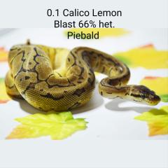 0. 1 Calico Pastel Pinstripe Calico Blast 66 Het Piebald ENZ 06. 22 Königspython