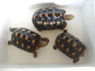 Köhlerschildkröten 3 Weibchen abzugeben