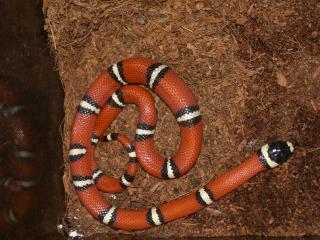 Lampropeltis Triangulum sinaloe DNZ 2021