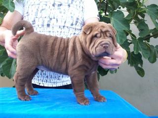 Shar Pei Welpen aus hoher Zuchtlinie