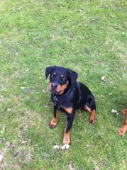 Supersüsse Rottweiler - Hündin, 19 wochen jung