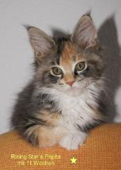 Super schmusige Maine Coon Babies