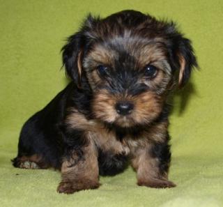 Zwei niedliche Yorkie/Australian Terrier Mix Welpen