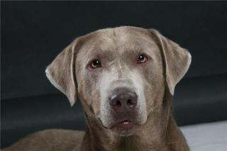 Silberner Labrador Deckrüde Silber Labrador Welpen, aus überprüfter Zucht