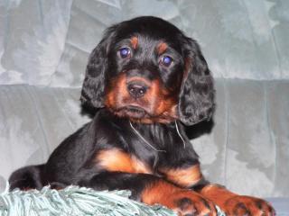 Gordon Setter Welpen O. P.