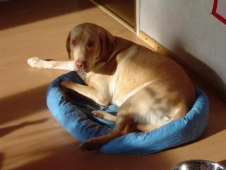 Herrchen Gesucht. Labrador 11 mon, gelb, reinrassig, geimpft, gechipt