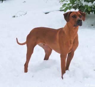 Rhodesian Ridgebackwelpen/ South African Hunter Kennel