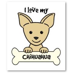 Ich suche einen Chihuahua Welpen zum verlieben.