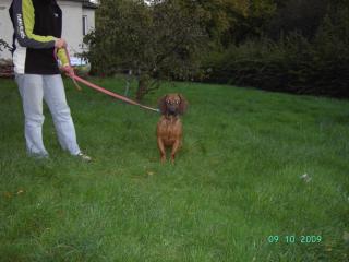 Bayerischer Gebirgsschweißhund Rüde