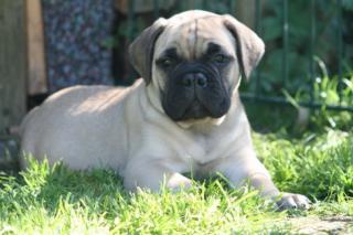 Bullmastiff Welpen