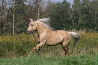 Deckanzeige Quarter Pony Hengst NICHT ZUM VERKAUF / NOT FOR SALE