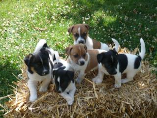 Wir fünf lustigen Jack Russell Terrier