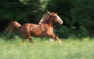 Suche Reitbeteiligung für meinen Haflinger Wallach