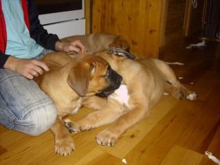 2 Boxer - Mix - Welpen