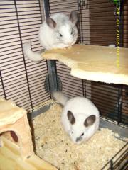 2 weiße Chinchillas Mutter Sohn