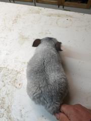 Langschwanz Chinchillas