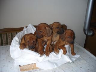 Rhodesian ridgeback welpen